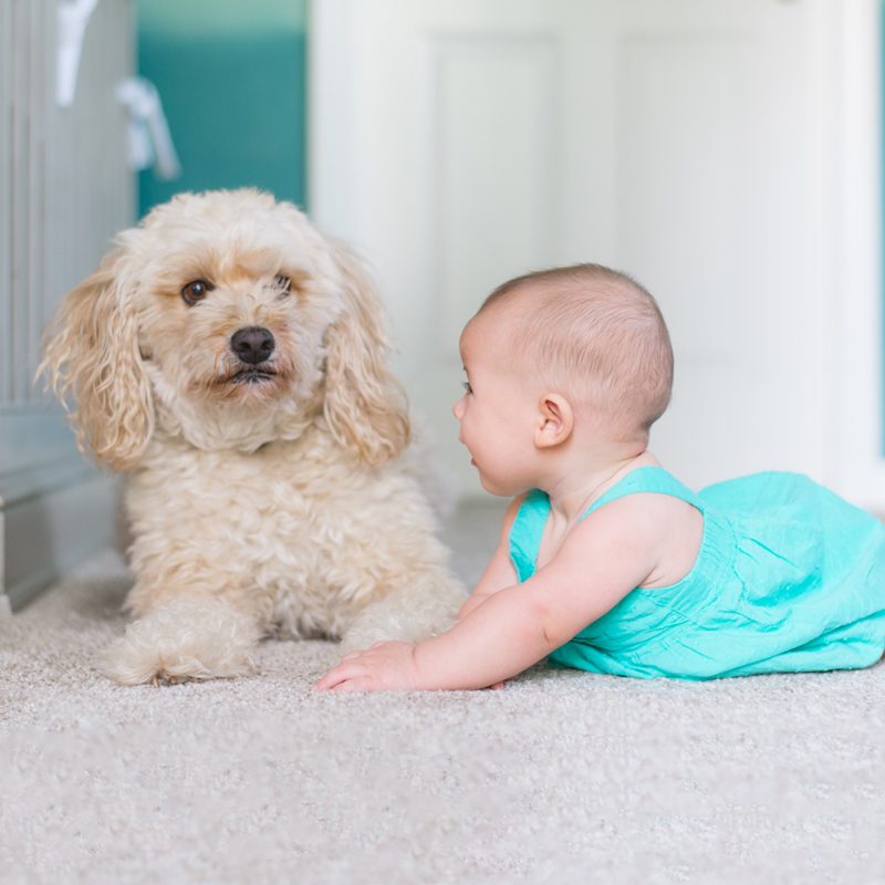 carpet-cleaning-018