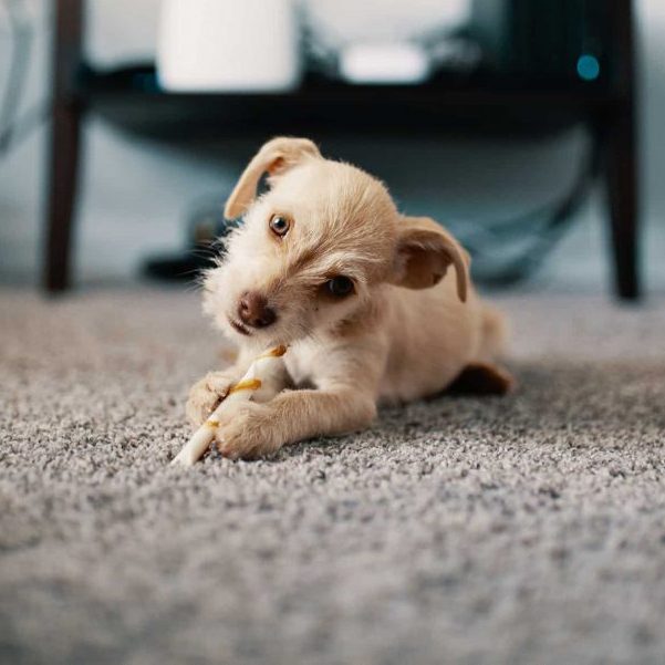 carpet cleaning